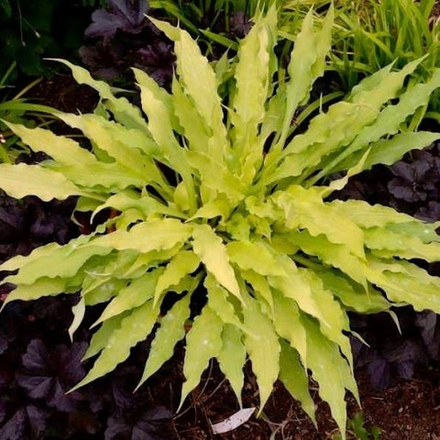 Хоста Уиглз энд Скуиглз С2