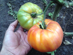 Помидоры Mortgage Lifter Yellow