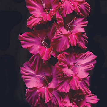 Гладиолус крупноцветковый Чарикова Орхидея