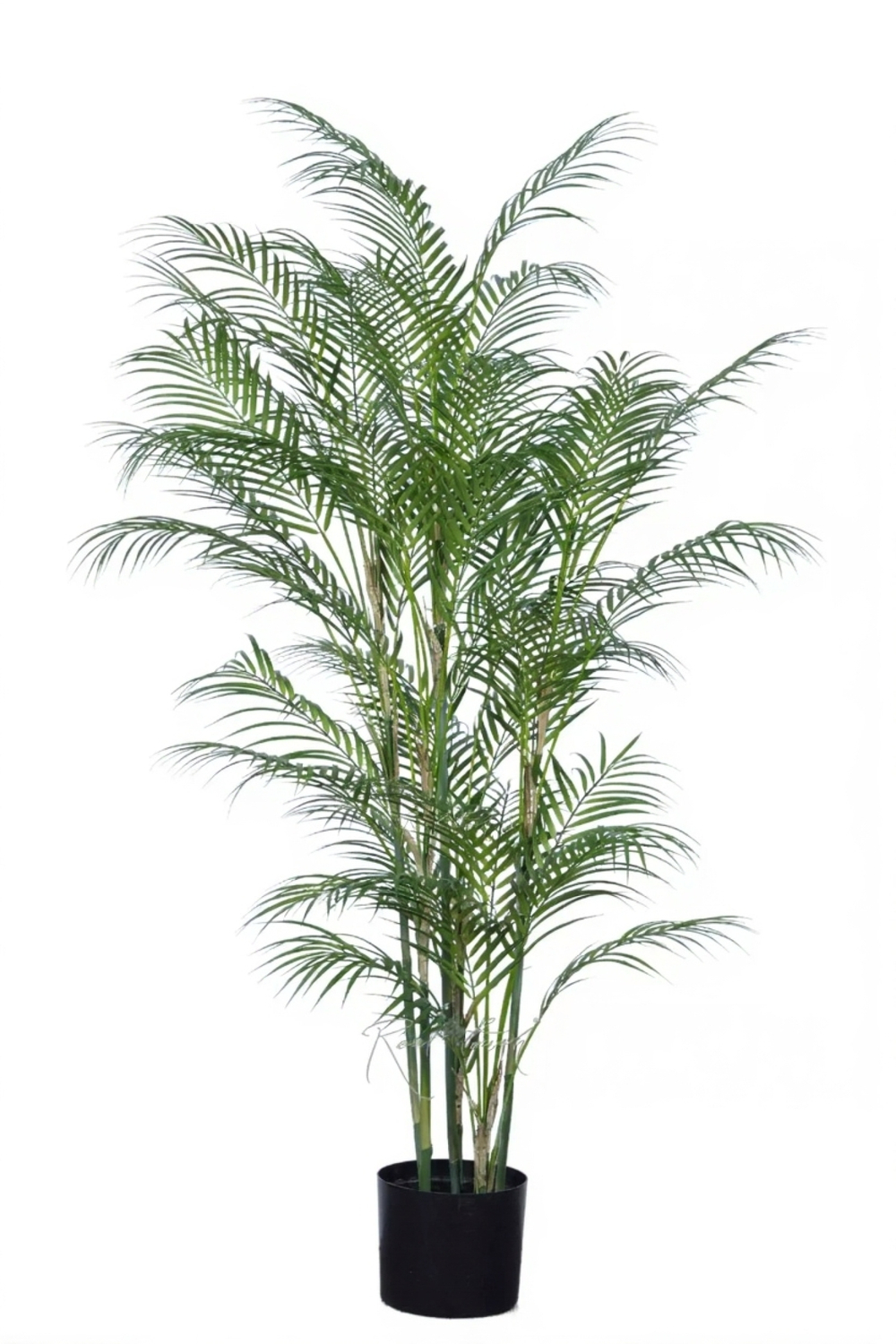 Арека высокая 150см в кашпо
