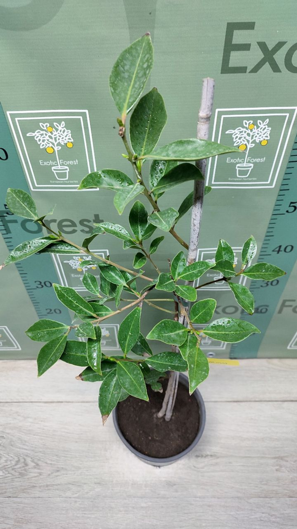 Psidium Cattleyanum