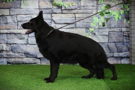 Туадаш СТЕЛЛА