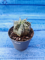 Euphorbia meloformis f. Variegated (Эуфорбия вариегатная)