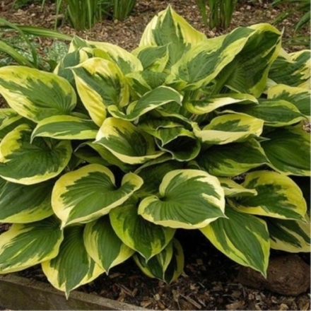 Хоста гибридная Энн С2