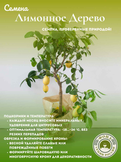 Лимонное дерево, Домашний лимон, Семена 5 шт. + подарочные семена