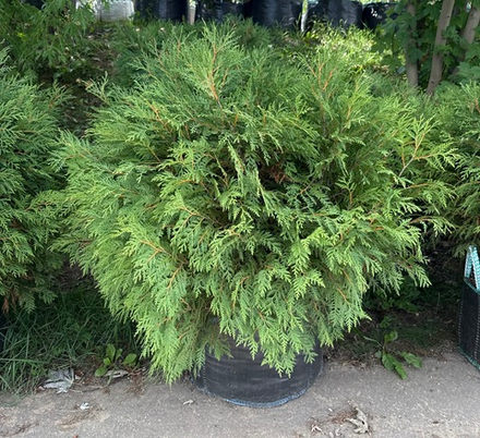 Туя западная Woodwardii 80-100 см