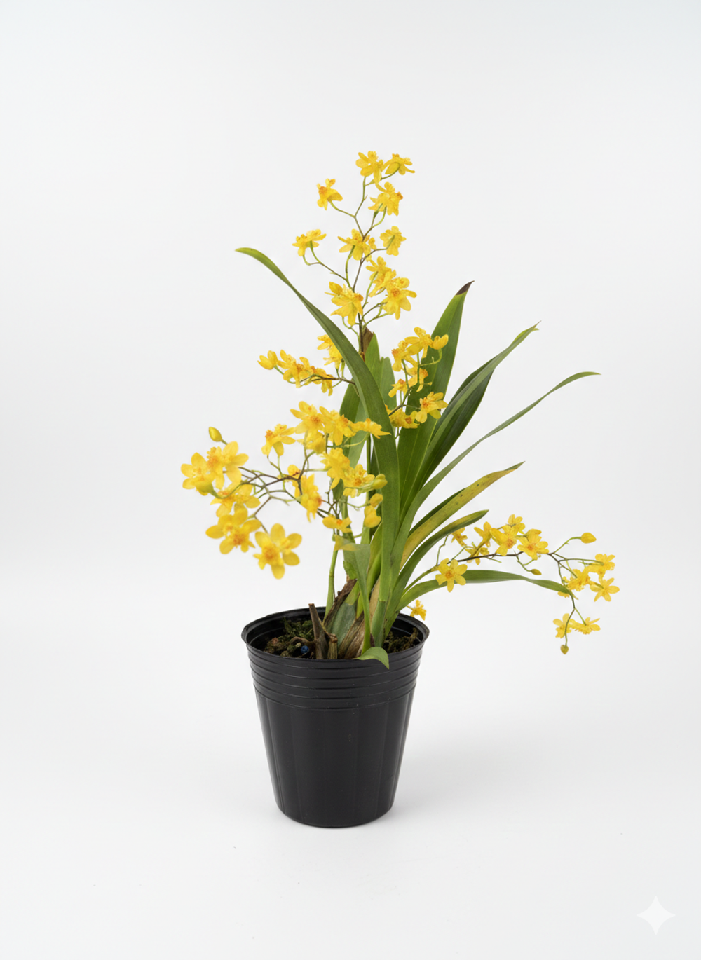 Онцидиум микс д.9