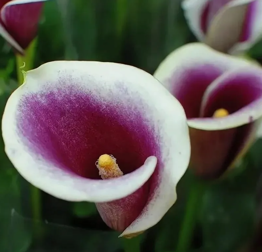 Калла Вермеер 1 клубень, март 2026