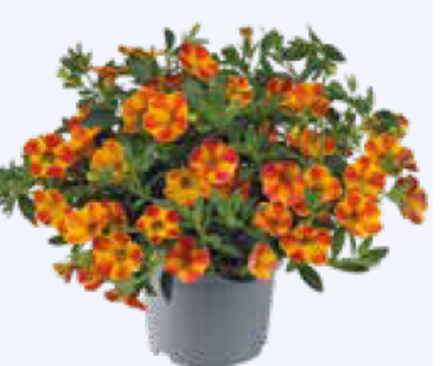 ЕВРО Калибрахоа Cabaret® Special Diva Orange укорененный черенок ОКС февраль 26 Florensis