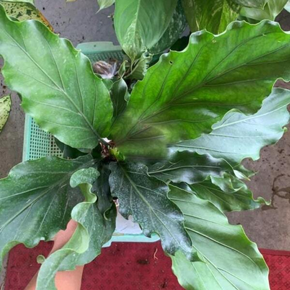 Антуриум PLOWMANII CROAT