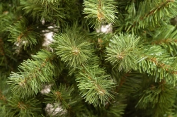 Искусственная елка Лесная 180 см., мягкая хвоя, ЕлкиТорг (38180)