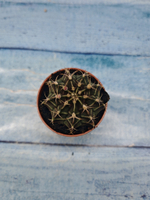 Gymnocalycium Friedrichii (Гимнокалициум)