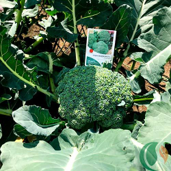 Капуста брокколи Грин Мэджик F1