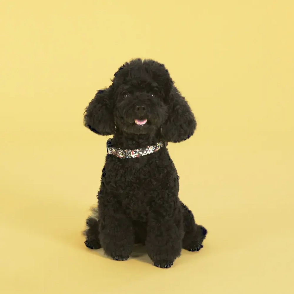 United pets complete me ошейник для собак, s 26-40/1,6 см, разноцветный рисунок