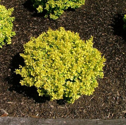 Барбарис Тунберга Special Gold