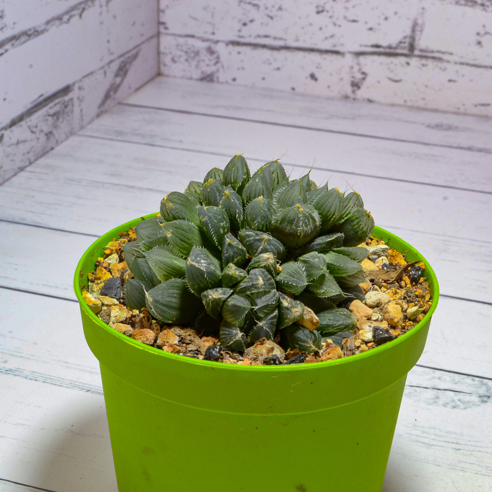 Haworthia Cooperi Venusta (Хавортия)