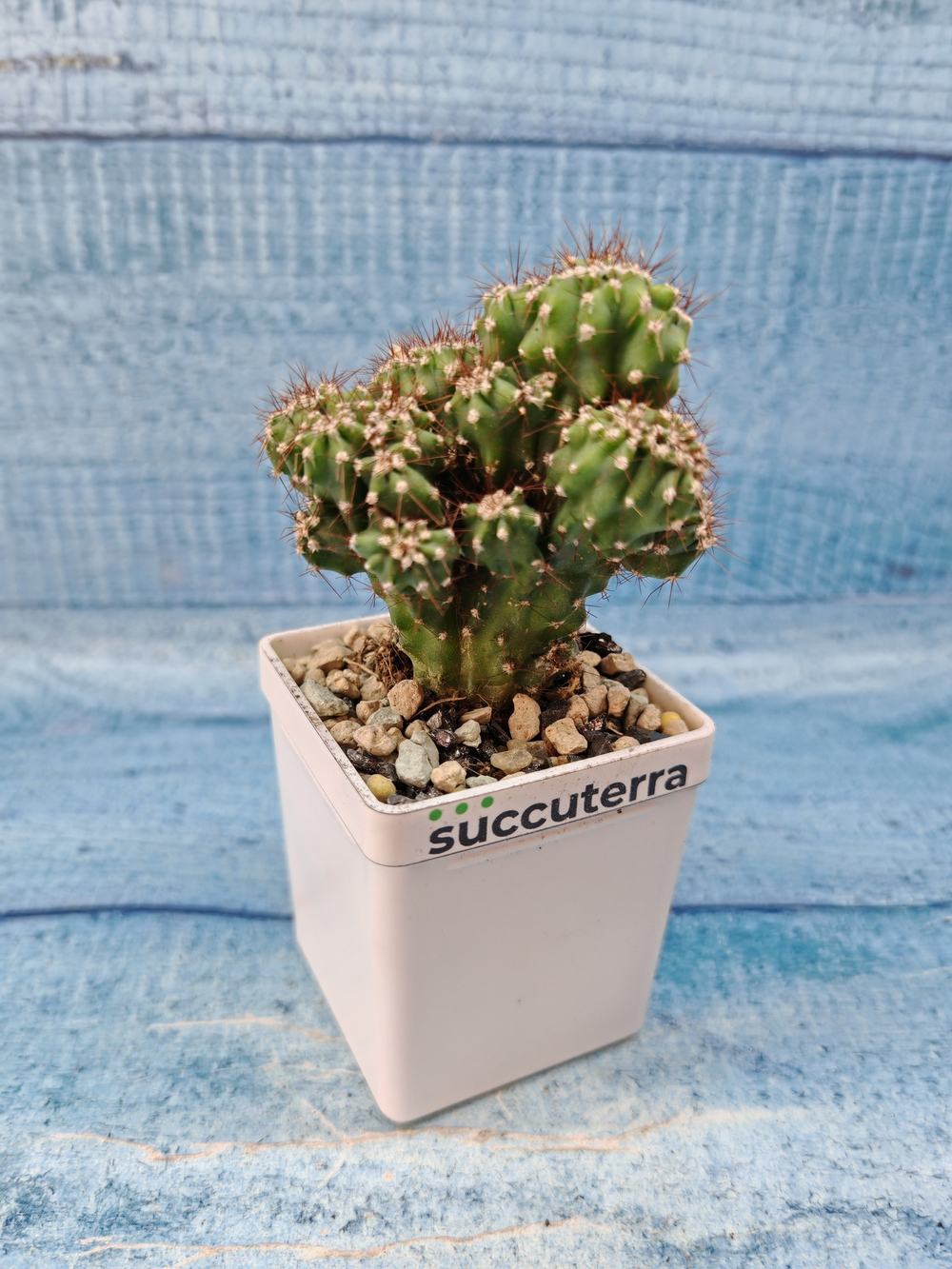 Cereus Peruvianus Monstrosus (Цереус)