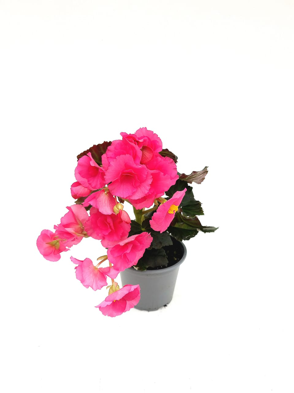 Бегония красивоцветущая, диаметр 9