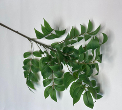 Ветка глициния листья