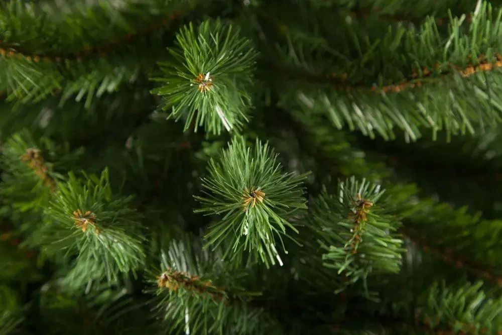 Елка Санкт-Петербург 215 см., мягкая хвоя, Triumph Tree (73539)