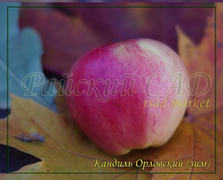 Яблоня Кандиль Орловский