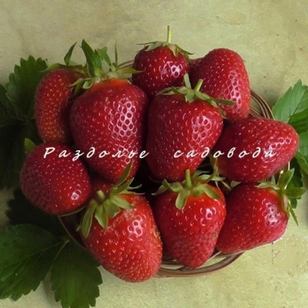 Клубника Розария (горшок 0.4 л)