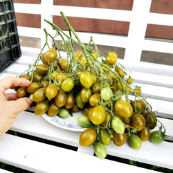 Помидоры - Штурмовой Норман - Stormin' Norman