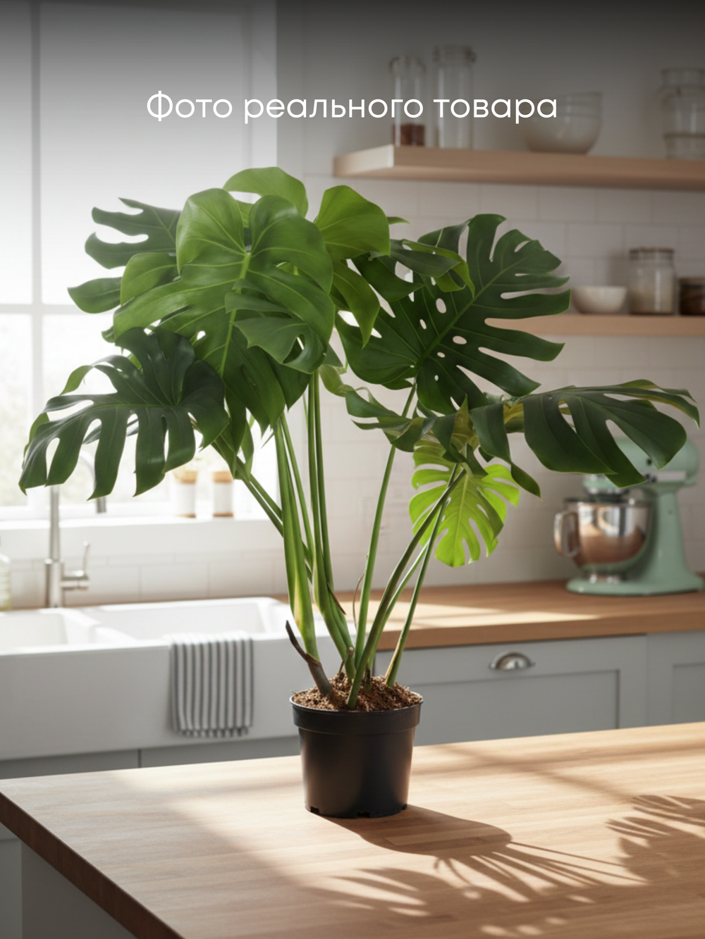Монстера Deliciosa д.21
