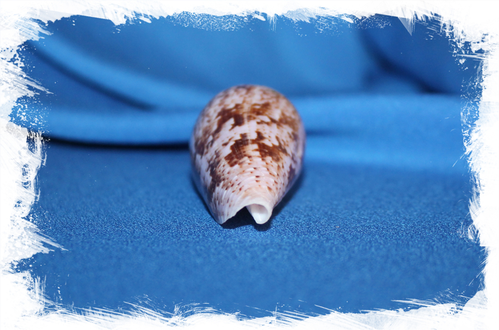 Раковина коллекционная морская Conus kinoshitai, Конус киношитай