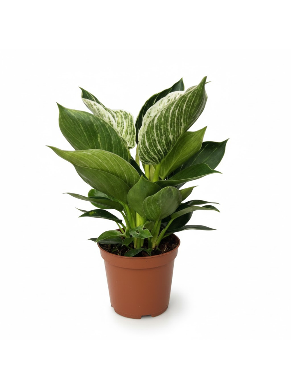 Филодендрон Platinum д.12