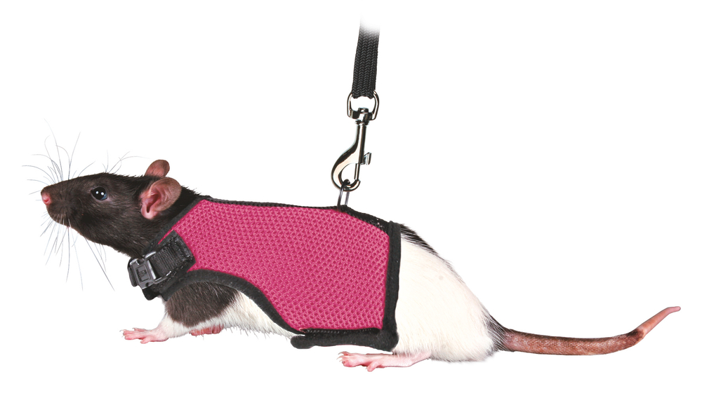 Шлейка для крыс Trixie Soft Harness S, объём шеи 9-12 см, объём груди 12-18 см