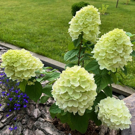 Гортензия метельчатая Пандора С2 20-25