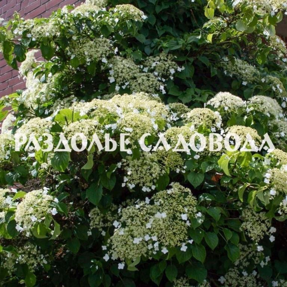 Гортензия необычная