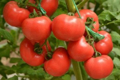 Рапануи F1 семена томата индетерминантного (Hazera / Хазера)