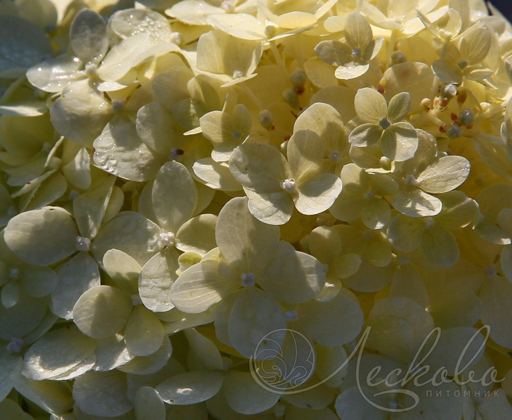 Гортензия метельчатая Magical Sweet Summer
