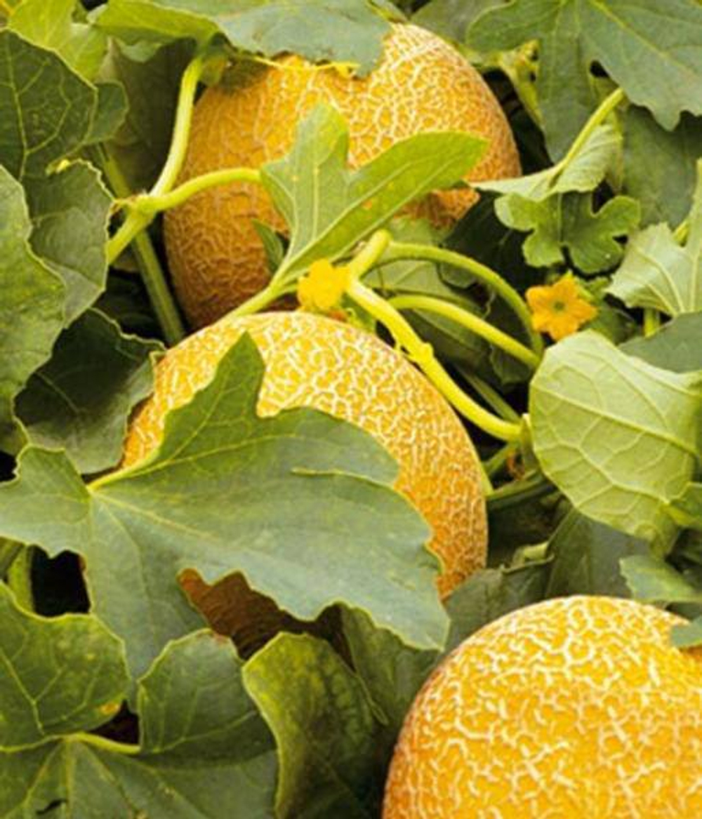 Идиллия семена дыни (ПОИСК)