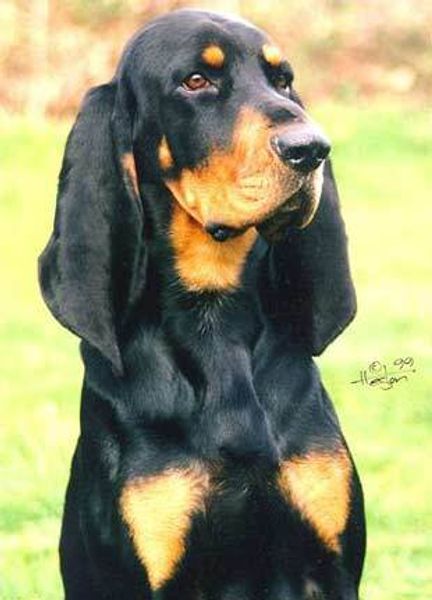 Черно-подпалый кунхаунд (американская енотовая гончая) Черно-подпалый кунхаунд (американская енотовая гончая)