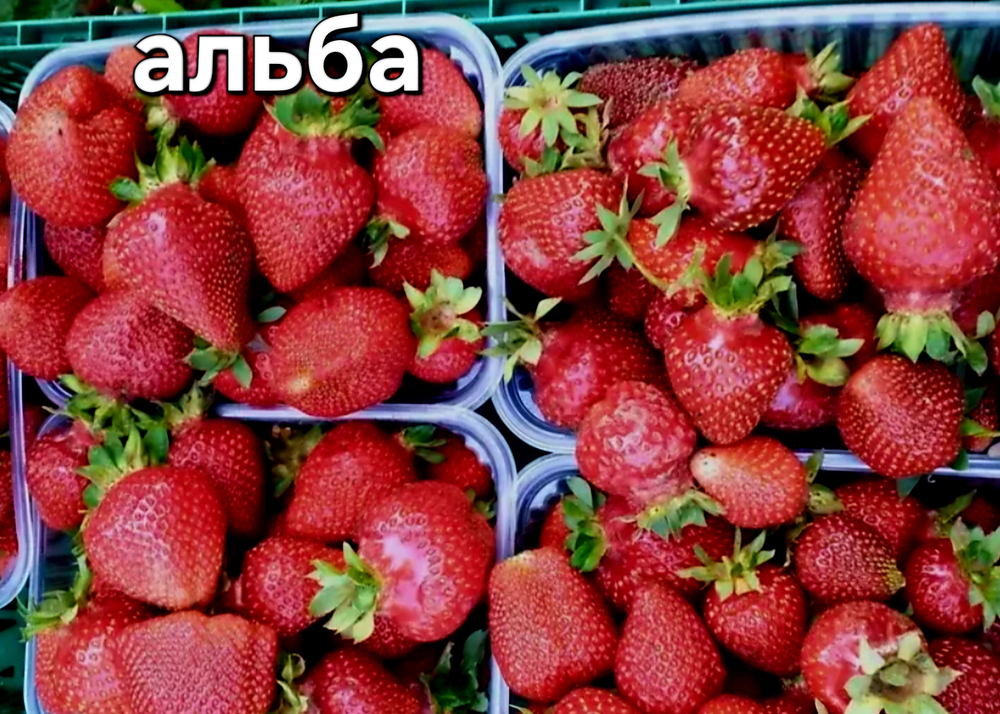 САЖЕНЦЫ КЛУБНИКИ АЛЬБА