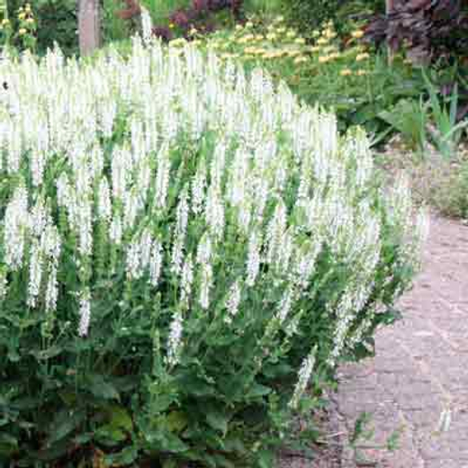 Исоп лекарственный Белый Закупка М36 получение май-июнь 2026