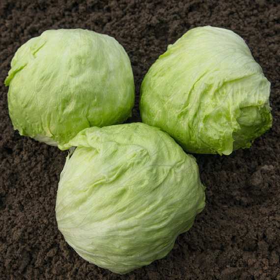 Леонис семена салата айсберг (Bejo  Бейо) продукт – фото 2