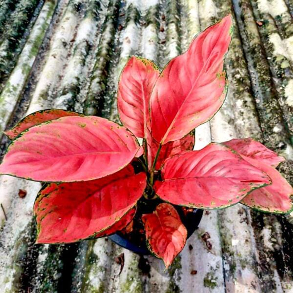 Аглаонема RED VENUS