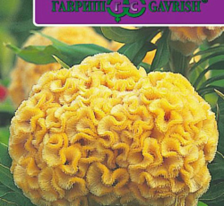 Целозия Курум желтая гребенчатая 10шт Ц Гавриш