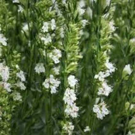 Иссоп лекарственный  "Albus". Hyssopus officinalis "Albus".