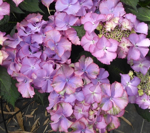 Гортензия крупнолистная королевская коллекция Тиффани Пурпл С2 Закупка М31 апрель 2026