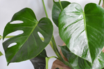 Монстера Делициоза / Monstera Deliciosa