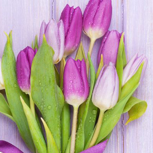Купить Тюльпаны лавандовые от 9шт