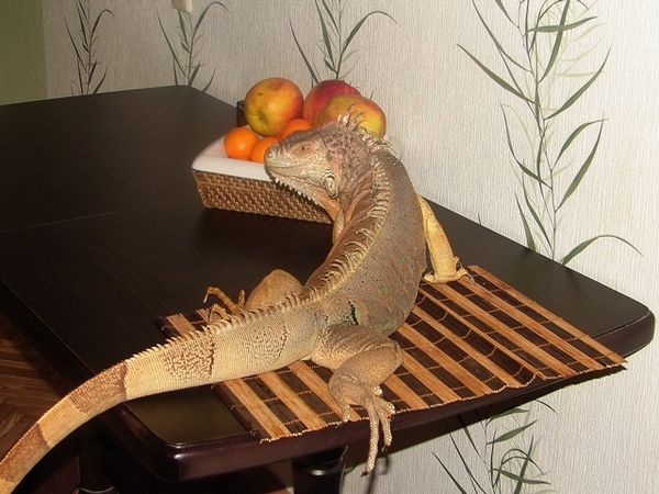Ящерица дома