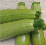 Байкал F1 семена кабачка (Sakata / Саката)