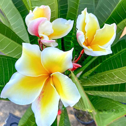 Плюмерия WITSANU GOLD