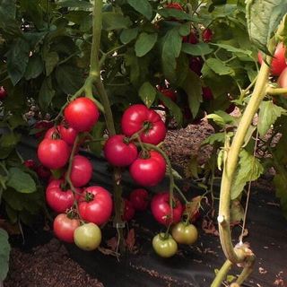 Томат Каратос F1 100 (семян)